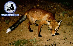 El zorro que escapó de alguna 'cacería' se acercó a merodear.